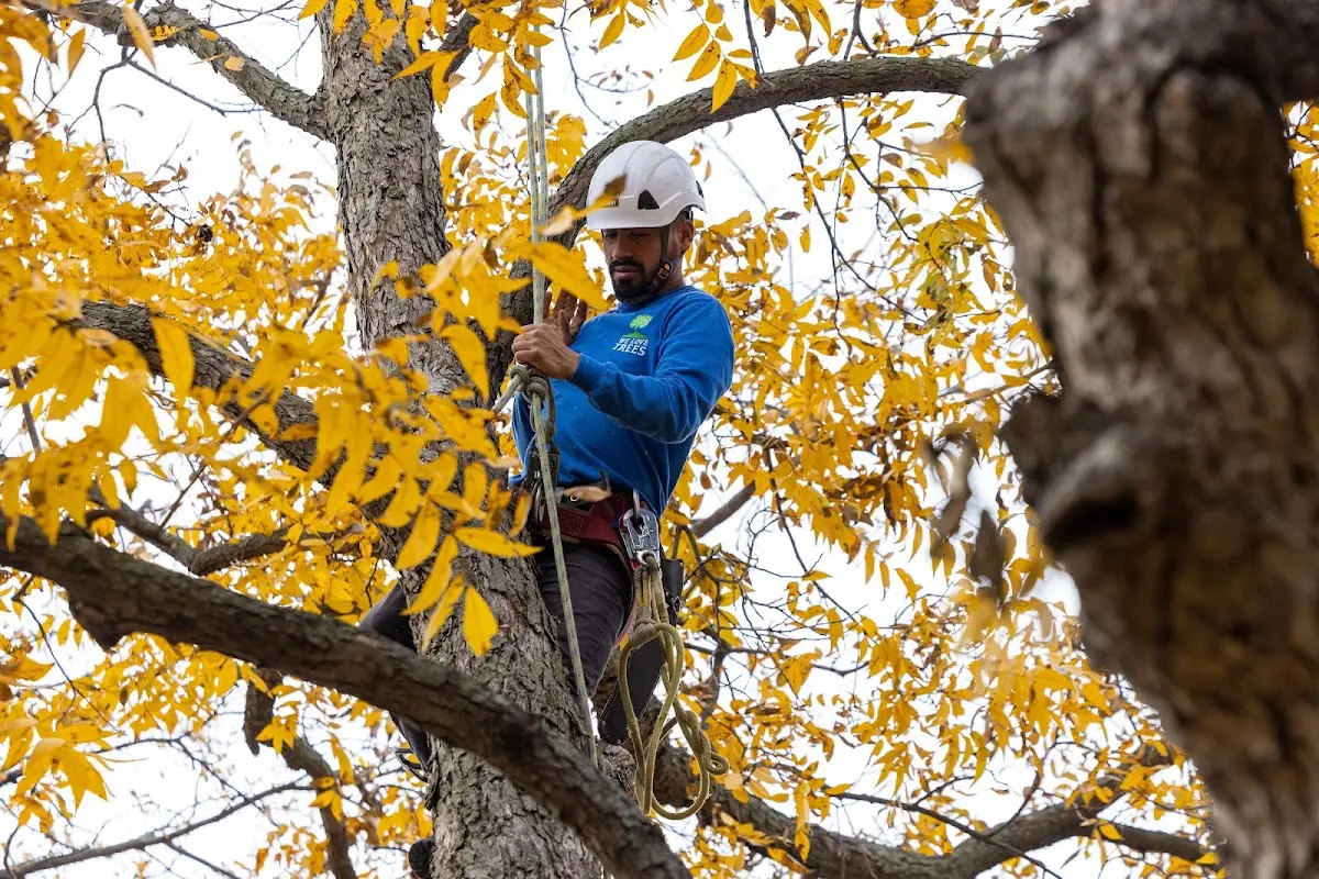Skilled Storm Damage Cleanup crew working in Grenora
